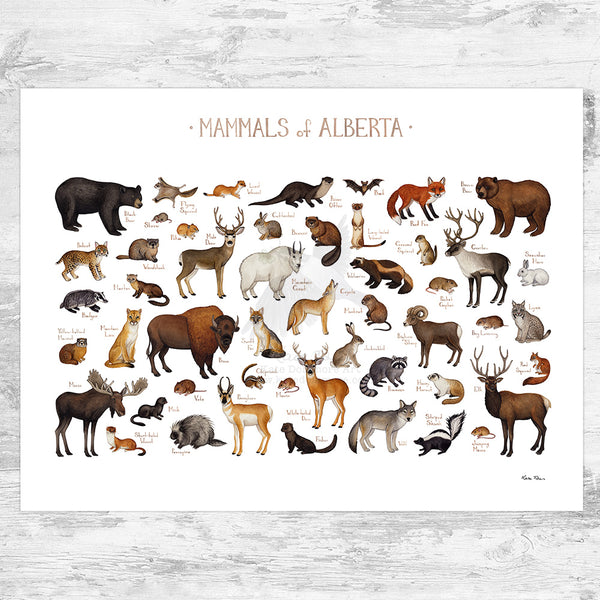 Alberta Mammals Field Guide Art Print