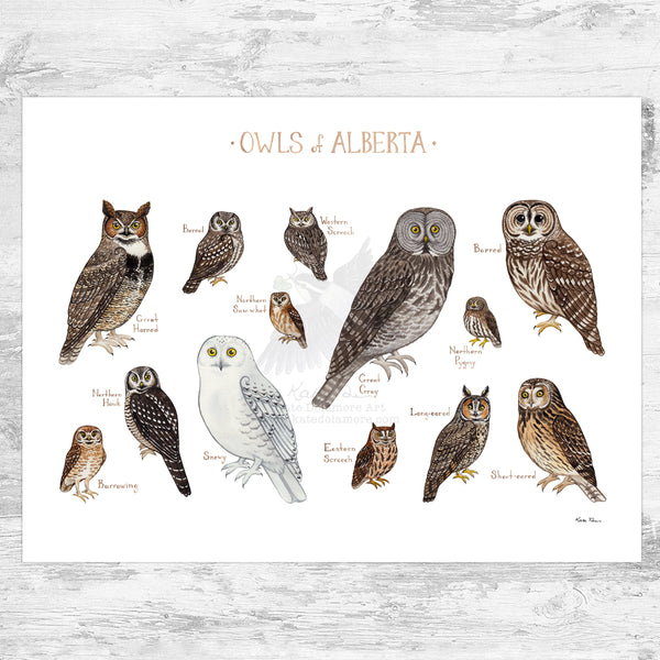 Alberta Owls Field Guide Art Print