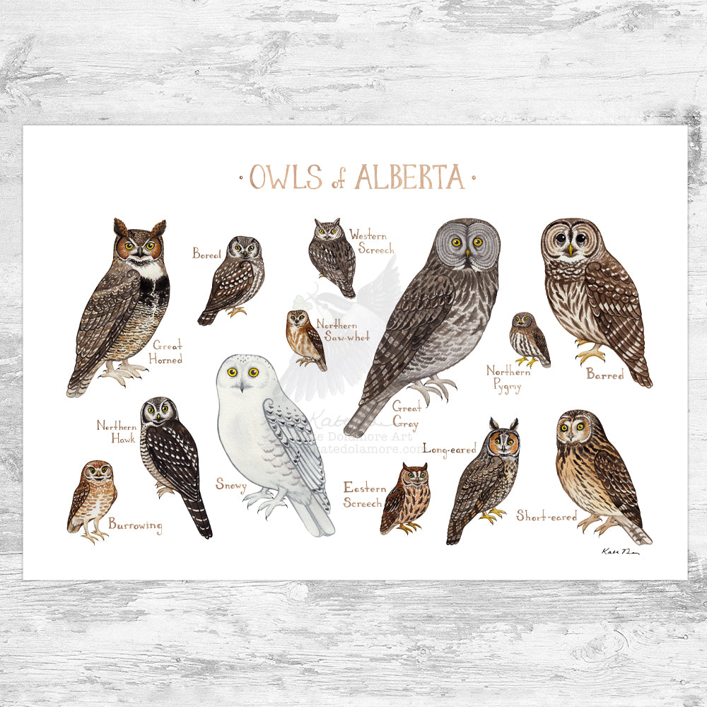 Alberta Owls Field Guide Art Print