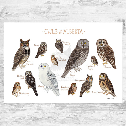 Alberta Owls Field Guide Art Print
