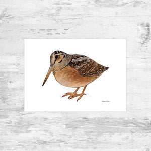 American Woodcock Art Print