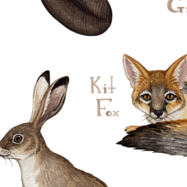 Arizona Mammals Field Guide Art Print