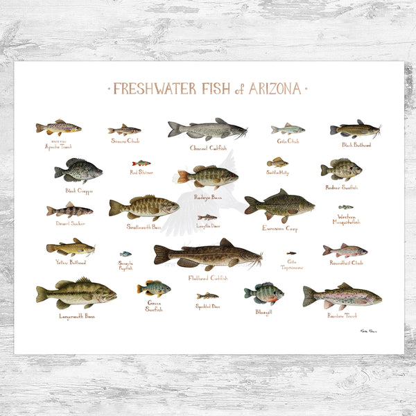 Arizona Freshwater Fish Field Guide Art Print