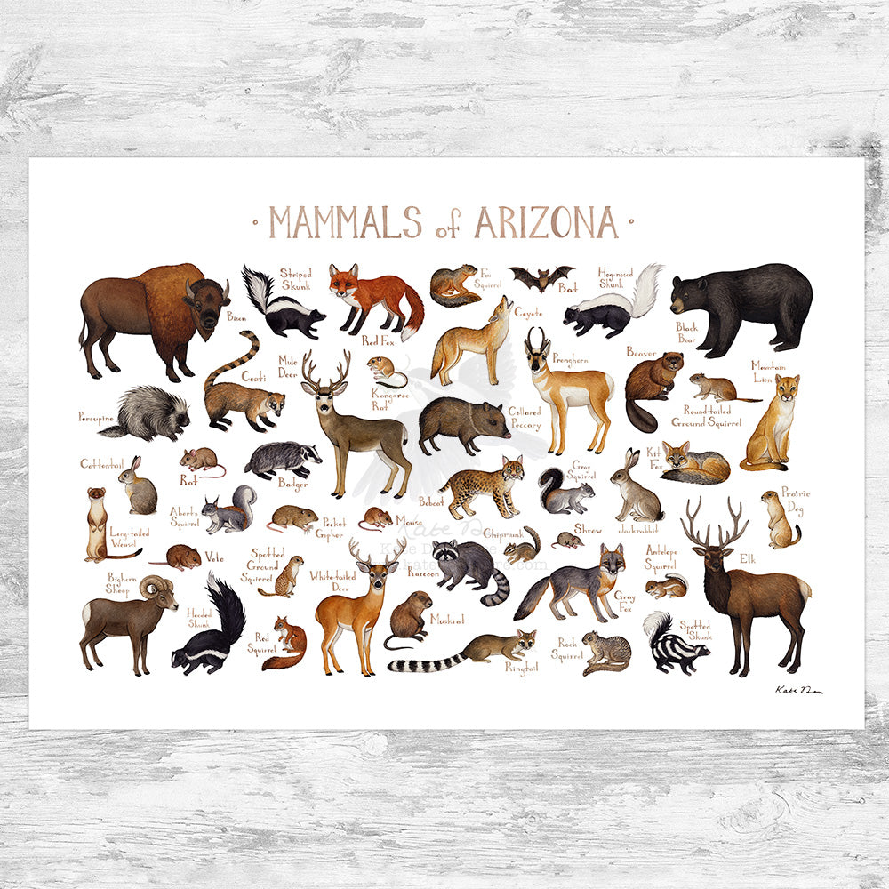 Arizona Mammals Field Guide Art Print