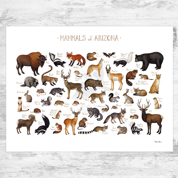 Arizona Mammals Field Guide Art Print