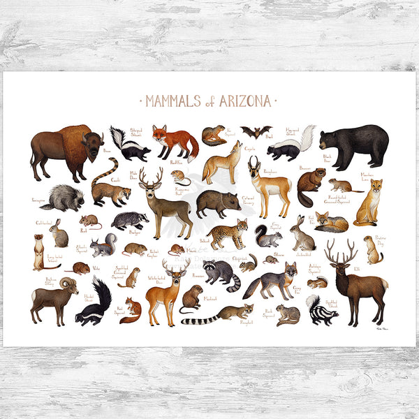 Arizona Mammals Field Guide Art Print