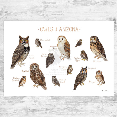 Arizona Owls Field Guide Art Print