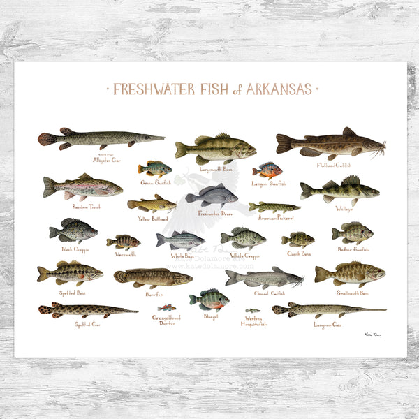 Arkansas Freshwater Fish Field Guide Art Print