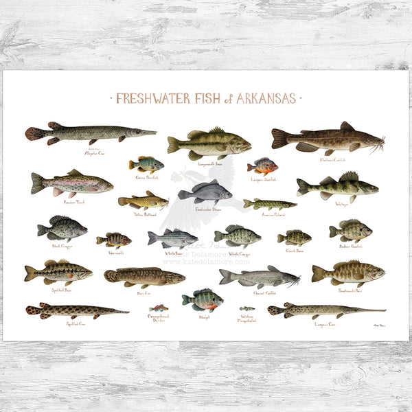 Arkansas Freshwater Fish Field Guide Art Print
