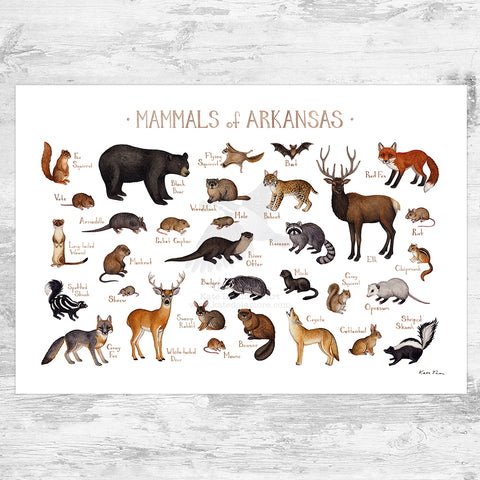 Arkansas Mammals Field Guide Art Print