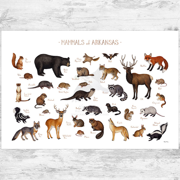 Arkansas Mammals Field Guide Art Print