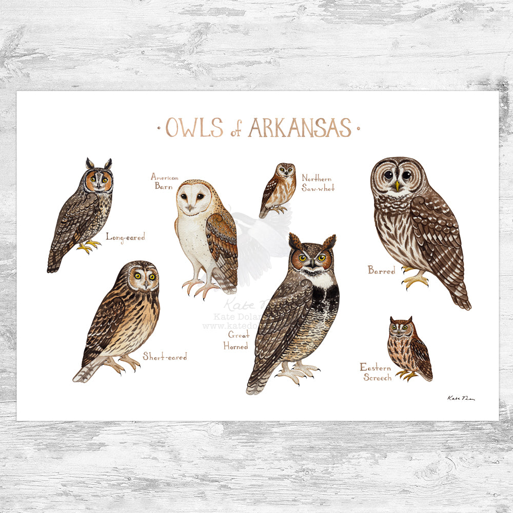Arkansas Owls Field Guide Art Print