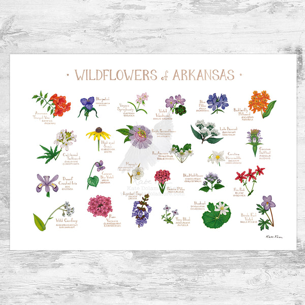 Arkansas Wildflowers Field Guide Art Print