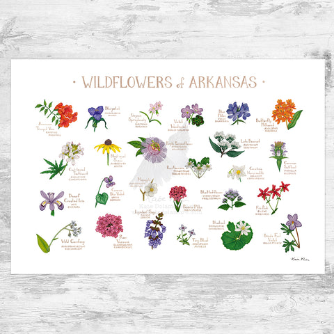 Arkansas Wildflowers Field Guide Art Print