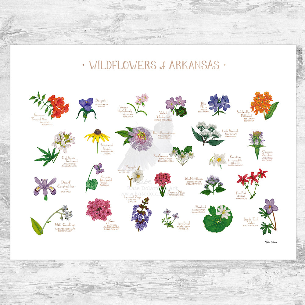 Arkansas Wildflowers Field Guide Art Print – Kate Dolamore Art