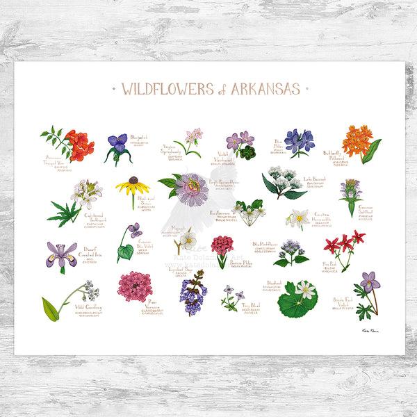 Arkansas Wildflowers Field Guide Art Print