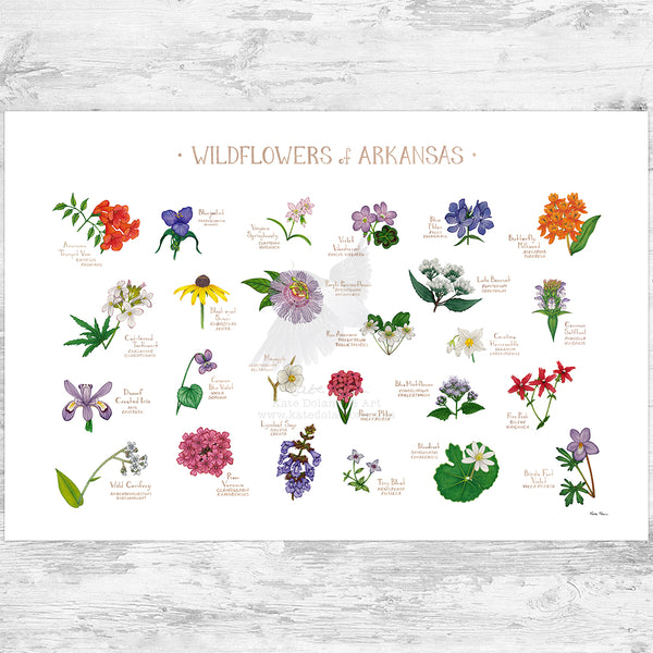 Arkansas Wildflowers Field Guide Art Print