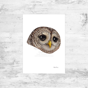 Barred Owl Portrait Art Print