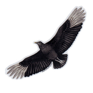Black Vulture (In Flight) Vinyl Sticker