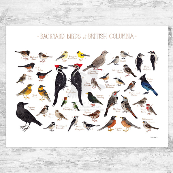 British Columbia Backyard Birds Field Guide Art Print