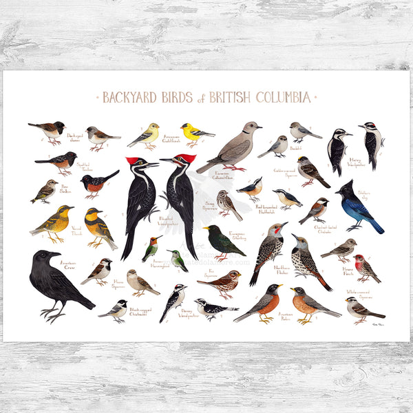 British Columbia Backyard Birds Field Guide Art Print