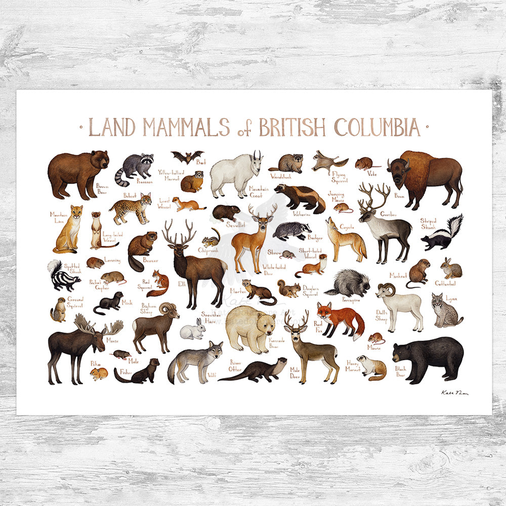送込★FIELD GUIDE TO THE ANIMALS OF BRITAIN 612a-QplmZL.jpg_BO30,255,255,