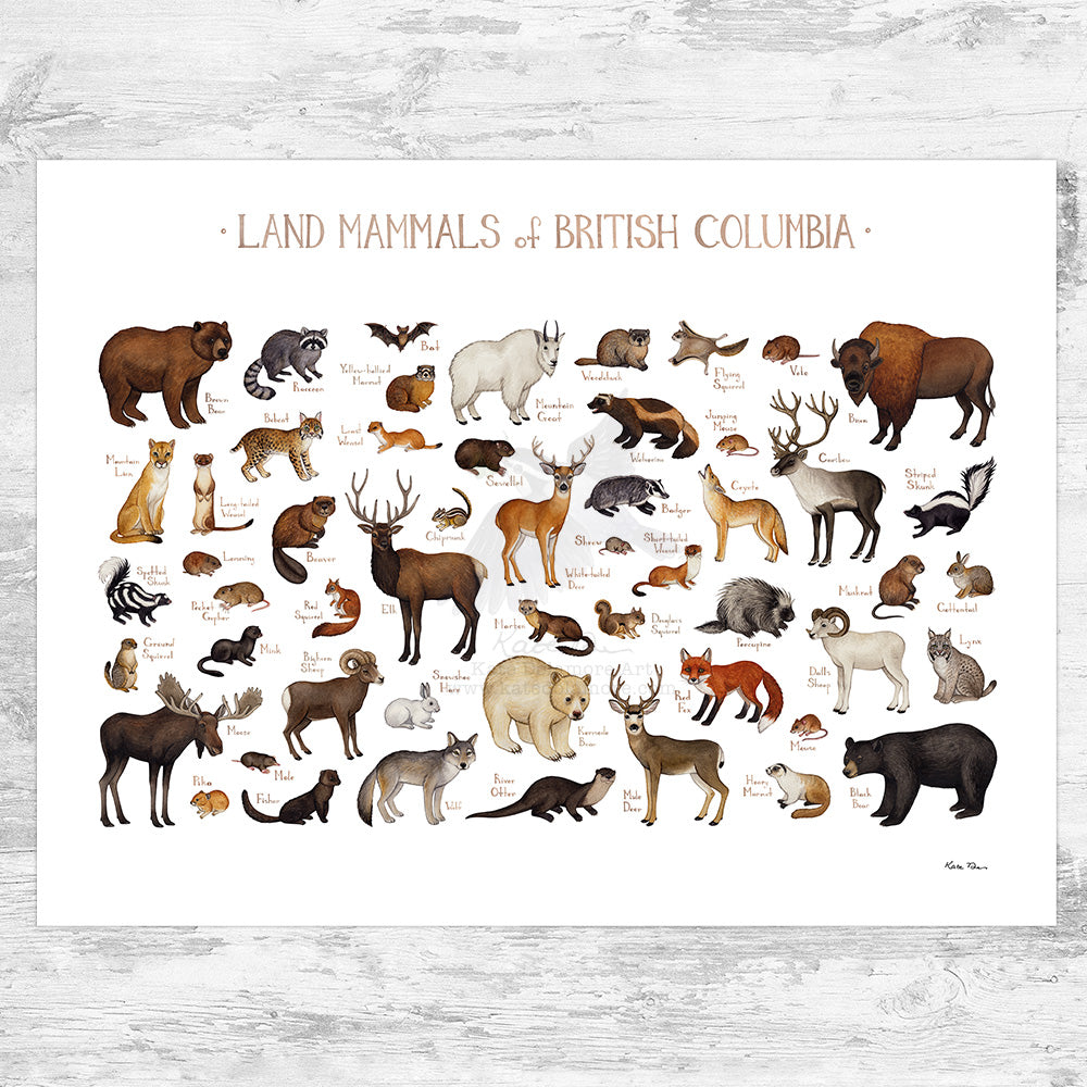 British Columbia Land Mammals Field Guide Art Print – Kate