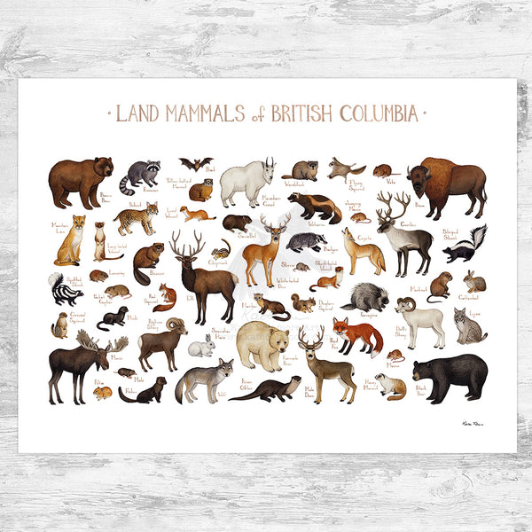 British Columbia Land Mammals Field Guide Art Print