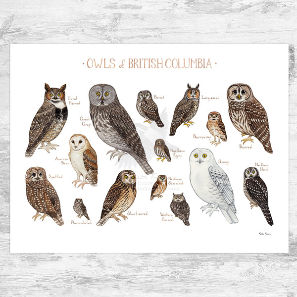 British Columbia Owls Field Guide Art Print