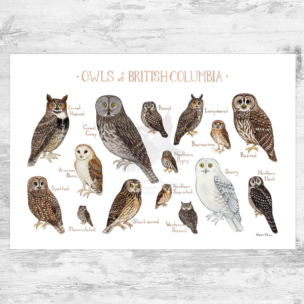 British Columbia Owls Field Guide Art Print