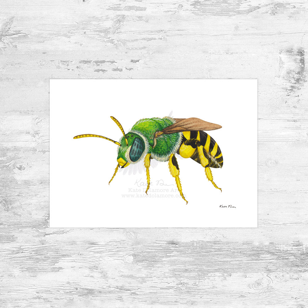 Brown-winged Striped Sweat Bee Art Print