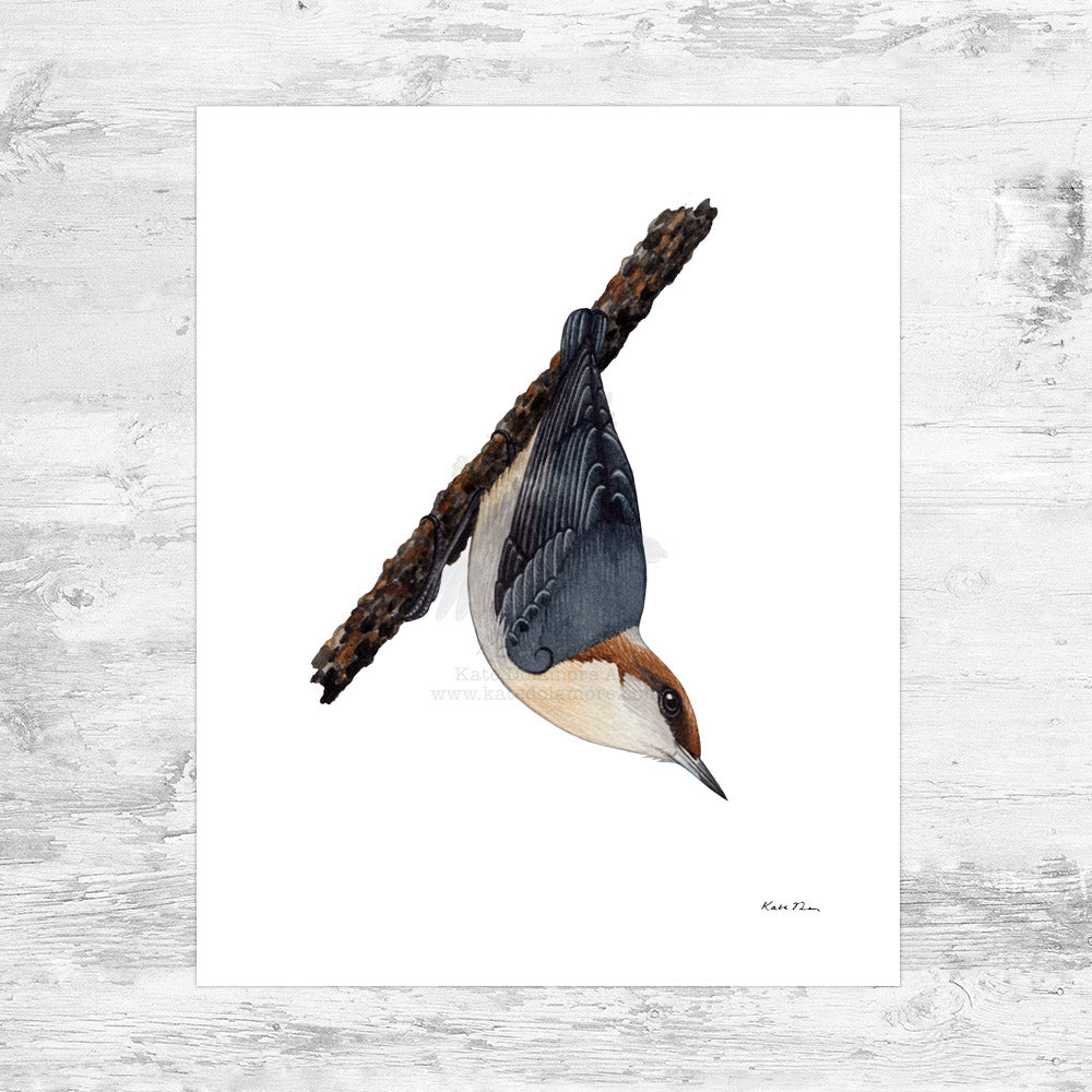 Brown-headed Nuthatch Art Print