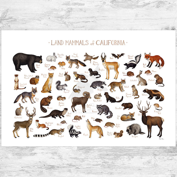 California Land Mammals Field Guide Art Print