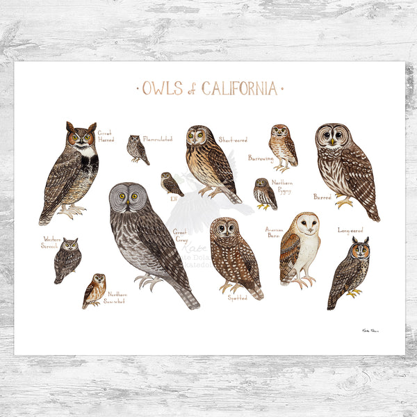 California Owls Field Guide Art Print