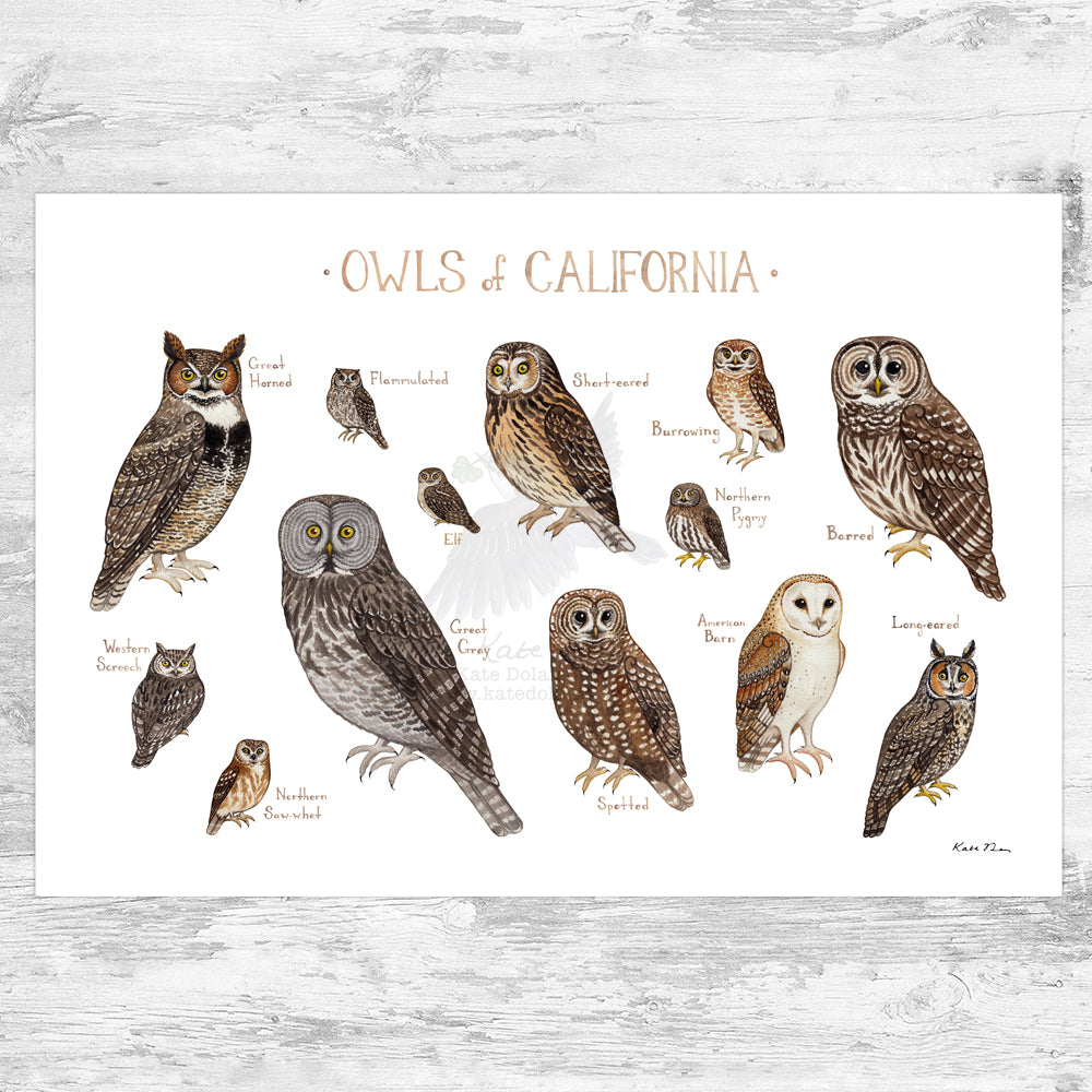 California Owls Field Guide Art Print