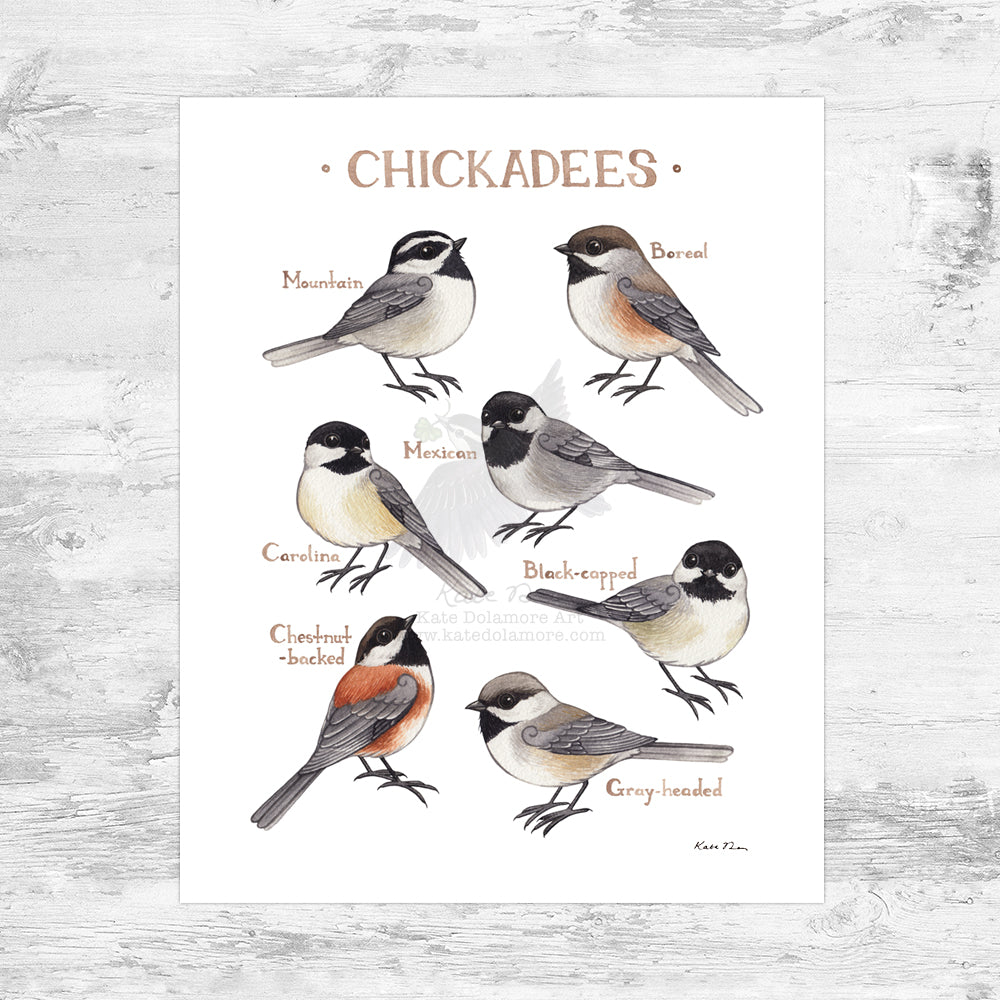 Chickadees of North America Art Print