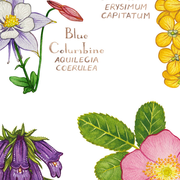 Colorado Wildflowers Field Guide Art Print