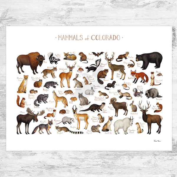 Colorado Mammals Field Guide Art Print