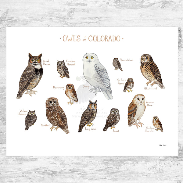 Colorado Owls Field Guide Art Print
