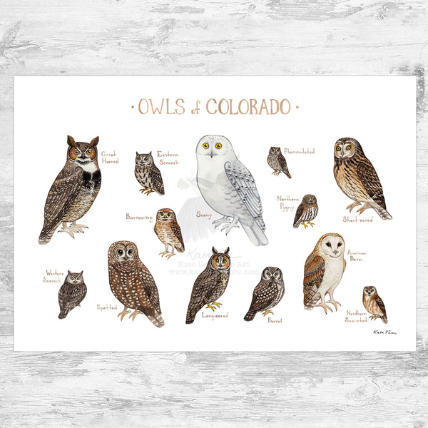 Colorado Owls Field Guide Art Print