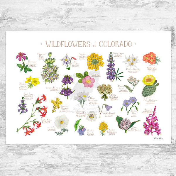 Colorado Wildflowers Field Guide Art Print