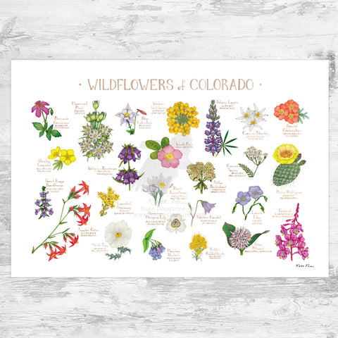 Tennessee Wildflowers Field Guide Art Print Mini (8x10) – Kate