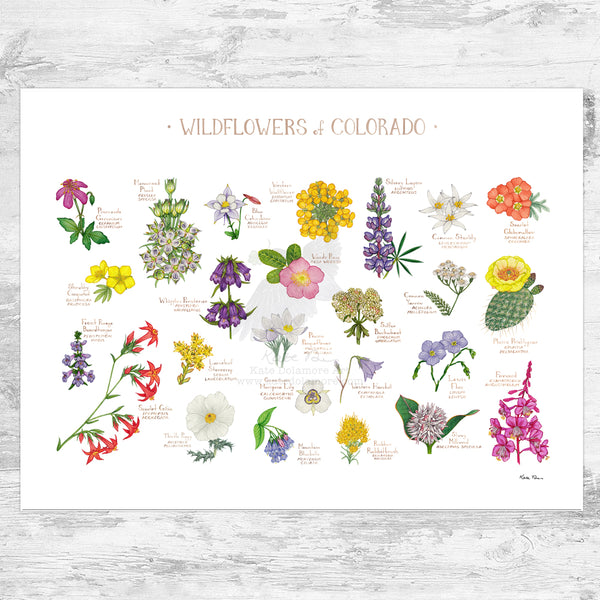 Colorado Wildflowers Field Guide Art Print