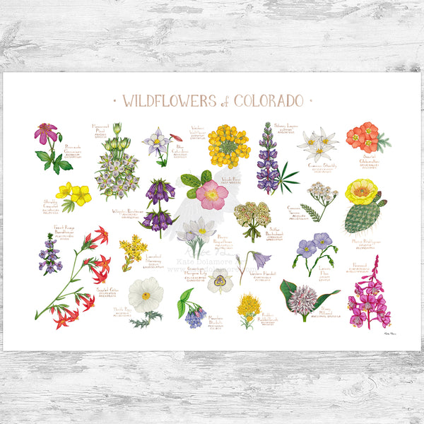 Colorado Wildflowers Field Guide Art Print