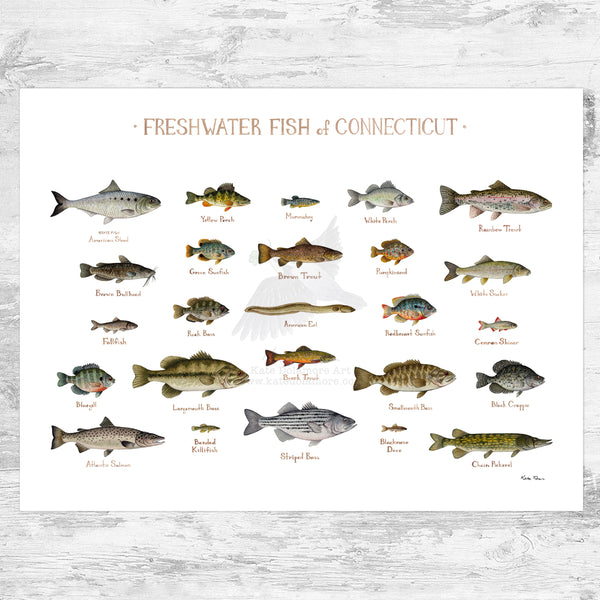 Connecticut Freshwater Fish Field Guide Art Print