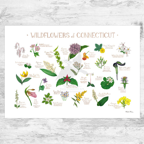 Connecticut Wildflowers Field Guide Art Print