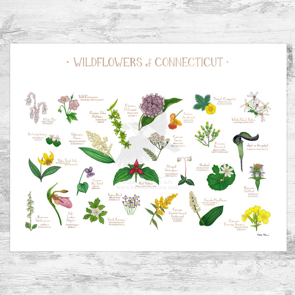 Connecticut Wildflowers Field Guide Art Print