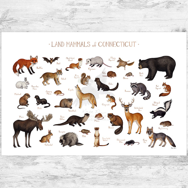 Connecticut Land Mammals Field Guide Art Print
