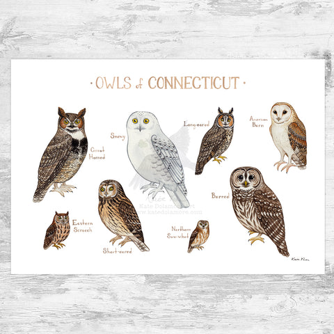 Connecticut Owls Field Guide Art Print