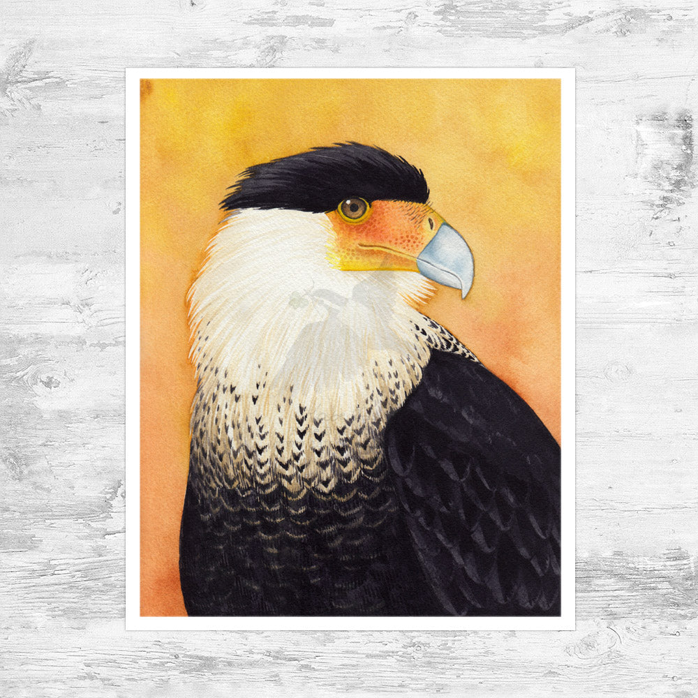 Crested Caracara Art Print